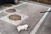 کرونا عامل کشتار حیوانات خانگی در چین + تصاویر
