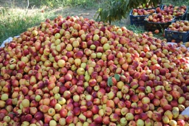 پیش‌بینی برداشت بیش از ۷۰۰ هزار تن انواع میوه از باغات پارس‌آباد