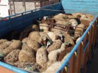 کشف 164 رأس گوسفند قاچاق در بردسکن
