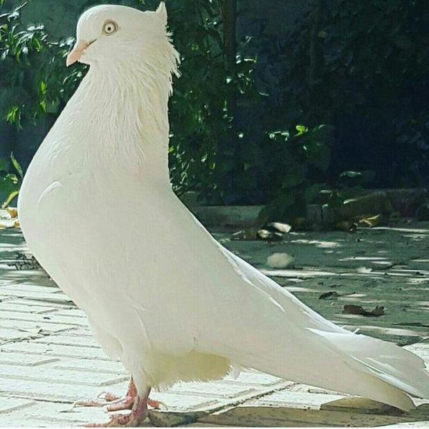 210 قطعه کبوتر توسط پلیس سلطانیه توقیف و به محیط زیست تحویل شد