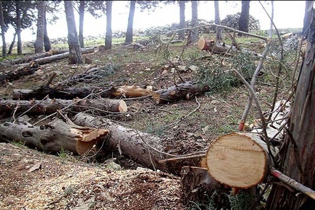 قطع درختان در قزوین باید جدی گرفته شود