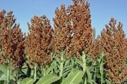 شهرستان پارس آباد 100 درصد نیاز بذری سورگوم کشور را تولید می کند