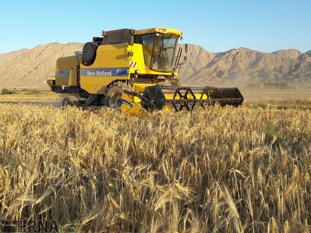 ۲۲۰ کُمباین محصولات زراعی جنوب کرمان را برداشت می‌کند