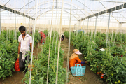 تولید سالانه ۸۵۰۰ تن گوجه فرنگی در گلخانه‌های قزوین