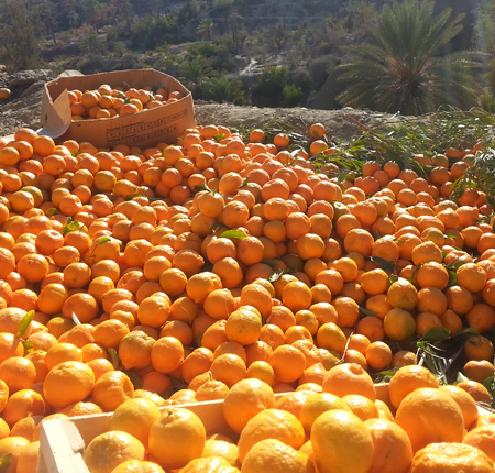 37هزارتن محصول نارنگی از باغ های هرمزگان برداشت شد