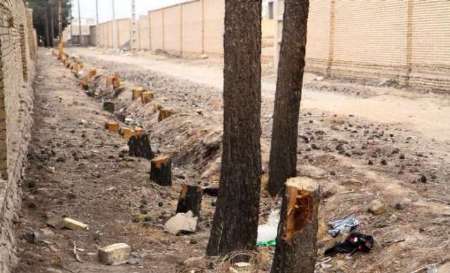 پاسخ شهرداری شاهدیه به خبر قطع  یکصد درخت در این شهر
