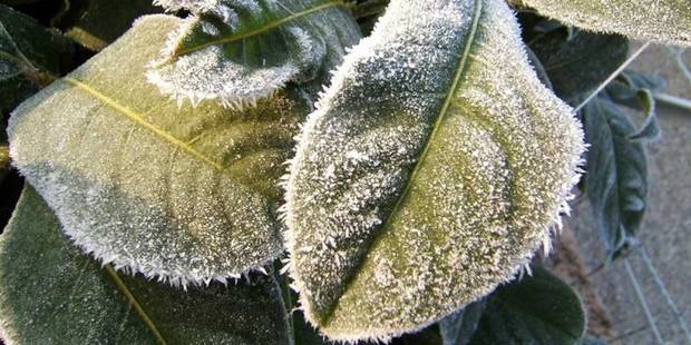 سرما حدود 35 میلیارد و820 میلیون تومان به باغ های میوه ممسنی خسارت زد