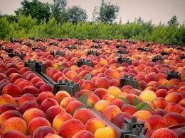 ۴۰ هزار تن میوه هلو و شلیل  در چهارمحال و بختیاری تولید شد