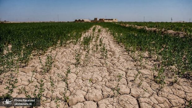 رئیس سازمان جهاد کشاورزی استان: 300 هزار هکتار از کشاورزی خوزستان دچار خسارت شده است/ بارندگی 38 درصد کاهش داشته است