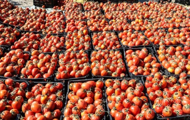 13.6 تن گوجه فرنگی قاچاق در گمرک دیر کشف شد