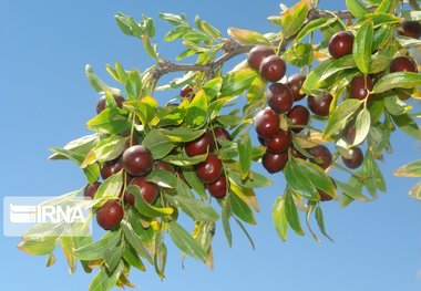 خام‌فروشی مروارید سرخ