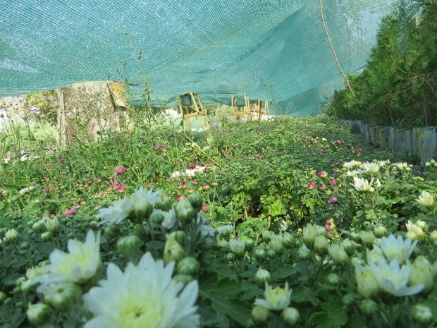 کاشت 50 هزار بوته گل داوودی در ارومیه  نشاط آفرینی شهروندان هدف مهم کاشت گل های مختلف است