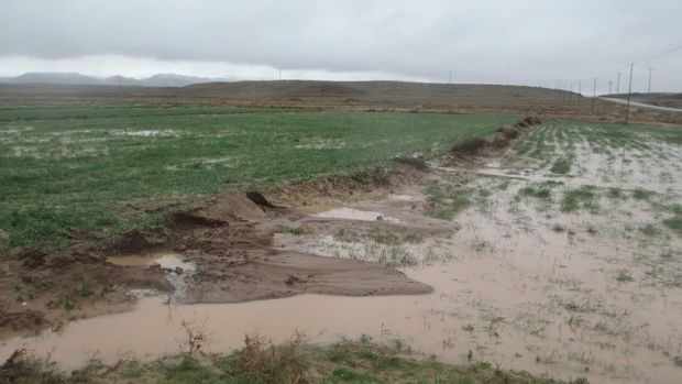 بارش‌ها ۲۵۰ میلیارد تومان به بخش کشاورزی کرمانشاه خسارت زد