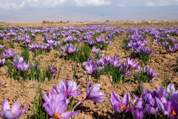 تولید زعفران در ایران تا 5 برابر قابل افزایش است
