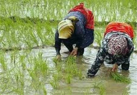 نشاء برنج در شالیزارهای لاهیجان آغاز شد