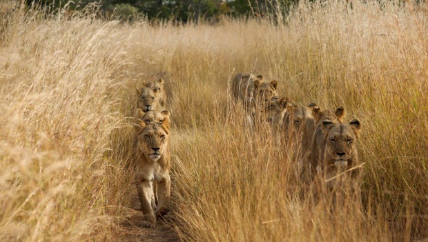 عکس روز نشنال جئوگرافیک؛ عبور شیرها از میان علفزارهای بلند