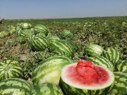 برداشت بیش از 30 هزار تن هندوانه از مزارع پلدشت