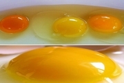 کدام رنگ زرده تخم مرغ بهتر است؟

