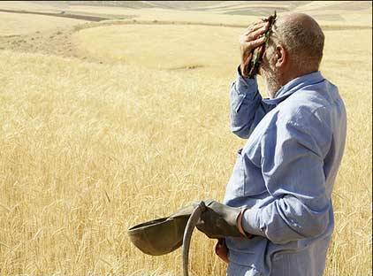 فاروج 50 درصد نیاز بذر گندم خراسان شمالی را تامین می کند