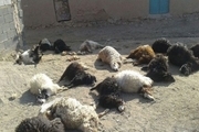 ۴۰۰ راس گوسفند بخاطر خصومت شخصی تلف شدند