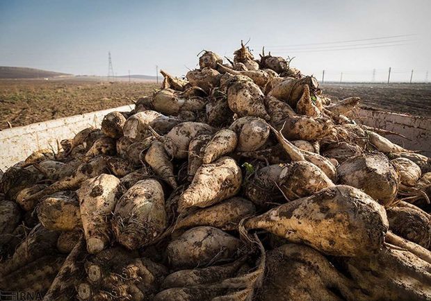 میزان برداشت چغندرقند در آذربایجان‌غربی ۳۰ درصد کاهش یافته است