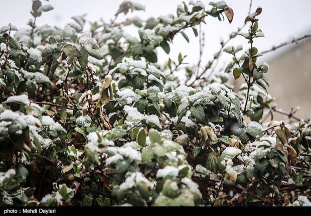 بارش برف بهاری مردم استان قزوین را غافلگیر کرد