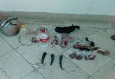 کشف گوشت شکار از منزل متخلف داورزنی