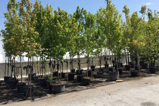 یک میلیون اصله درخت زینتی در ارومیه تولید شد