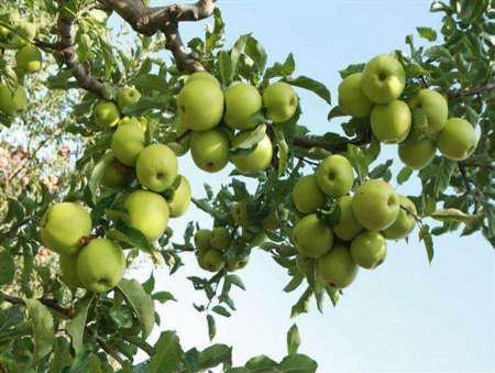 پیش بینی برداشت یک هزار و 500 تن انواع میوه در ملکشاهی