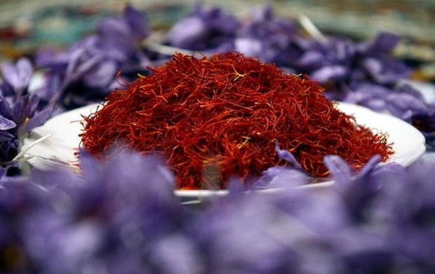 حدود 230 کیلوگرم زعفران از مزارع ملایر برداشت می شود