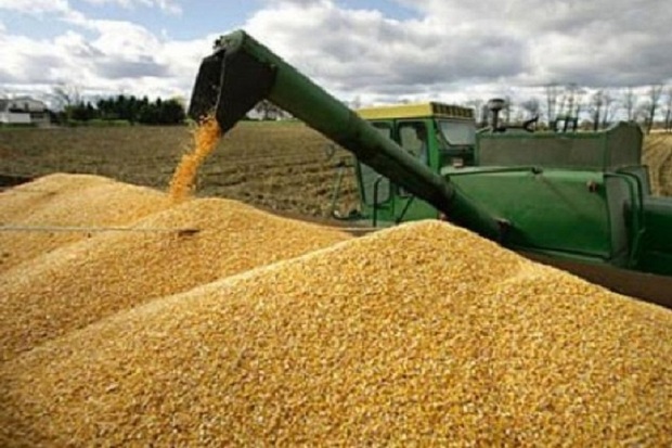 410 هزار تن گندم از کشاورزان استان اردبیل خریداری شد