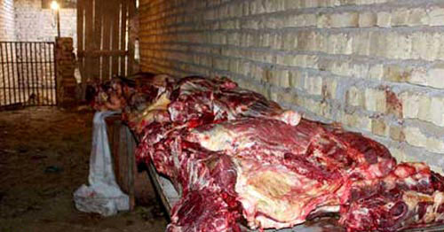 حکم دادگاه برای فروشندگان گوشت الاغ در استان فارس  زندان و شلاق در ملا عام