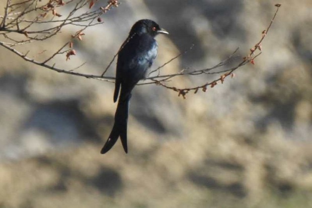 پرنده نادر «بوچانگاه» در منطقه حفاظت شده خائیز مشاهده شد