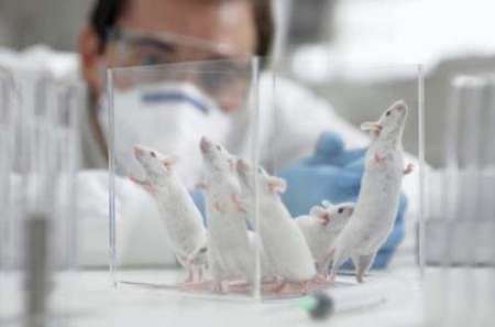 تولید سالانه 50 هزار سر حیوانات آزمایشگاهی در موسسه رازی