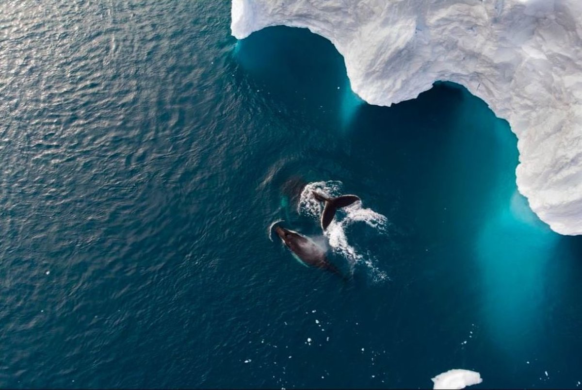 شنای نهنگ مادر با فرزندش در عکس روز نشنال جئوگرافیک+ عکس