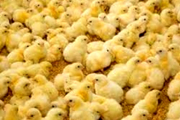 افزایش ۱۰ درصدی جوجه ریزی در مرغداری های خوزستان