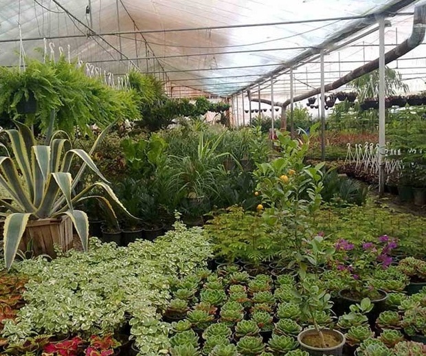 100 شرکت برای نمایشگاه ملی گل و گیاه محلات ثبت نام کردند
