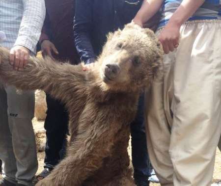 شکارچی خرس گرسنه در شهرستان مرودشت دستگیر شد