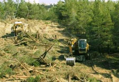 400 درخت مثمر در گچساران قلع و قمع شد