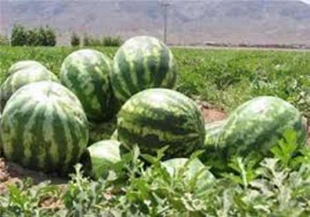 پیش بینی برداشت بیش از 48 هزار تن محصول هندوانه در خراسان جنوبی