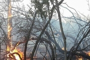 مهار آتش سوزی اراضی جنگلی بخش لوندویل آستارا