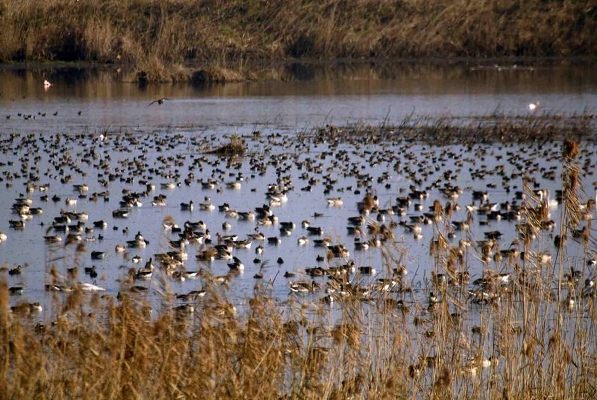 30 هزار پرنده مهاجر وارد تالاب «کانی برازان» مهاباد شدند