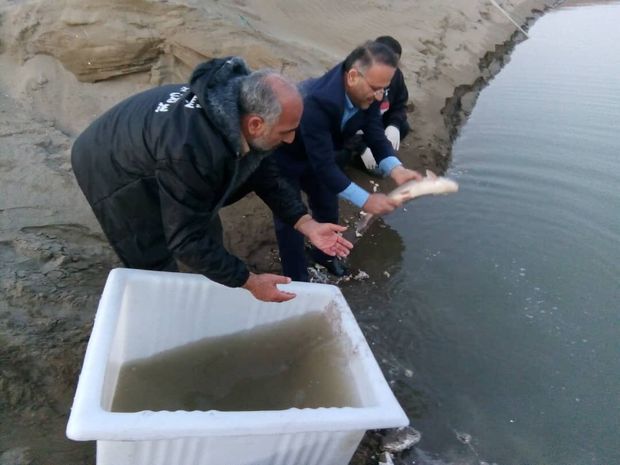 تکثیر طبیعی ماهی سفید در مازندران حدود ۴۴درصد افزایش یافت