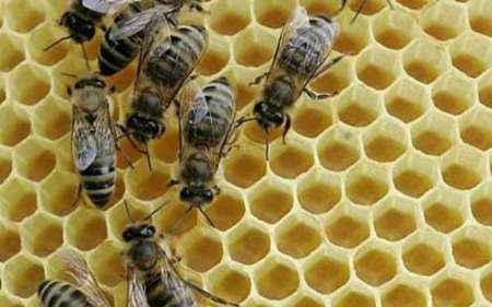 تولید فرآورده های سالم و بهداشتی زنبور عسل توسط موسسه رازی