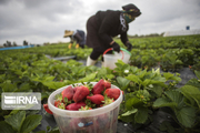کرونا کارگران غیربومی برداشت توت‌فرنگی بابلسر را ۶۰ درصد کاهش داد