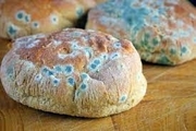  آیا کپک نان با کپک غذا‌های دیگر متفاوت است؟

