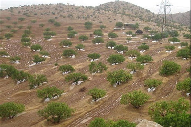 430 هکتار باغ در اراضی شیب دار قزوین ایجاد می شود