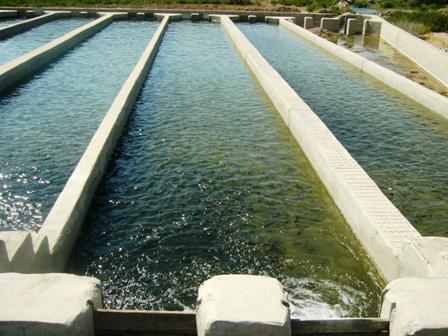 موج اقتصاد مقاومتی با توسعه آبزی پروری در استان کرمان