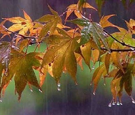 بارش اولین باران پائیزی در مهاباد