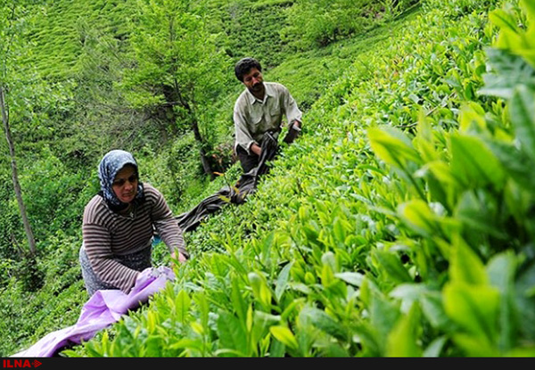 پرداخت خسارت ناشی از سرمازدگی باغات چای گیلان